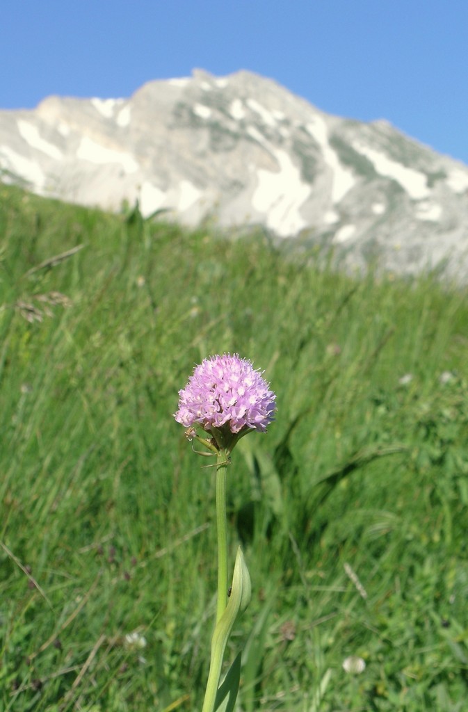 Il Gran Sasso e le orchidee - il mio omaggio al Gigante dellAppennino.